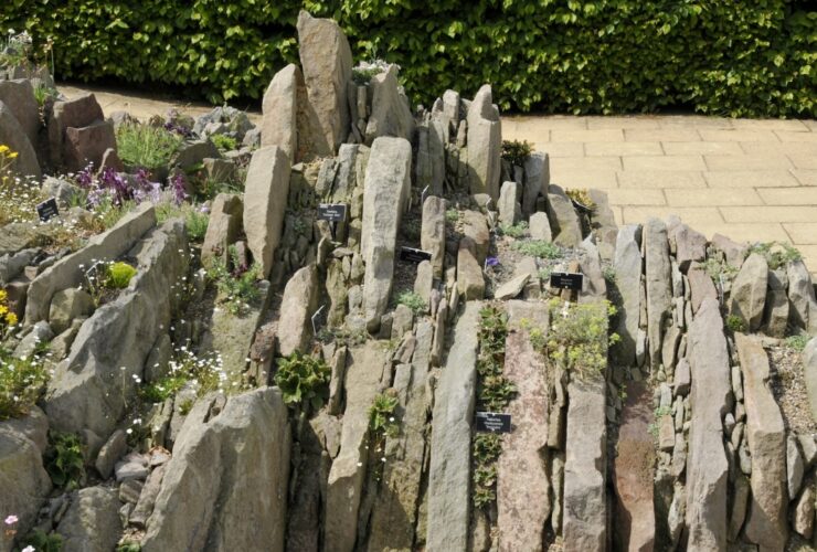 Como e por que cultivar um jardim em fendas