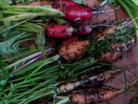 Os sete vegetais que você sempre deve cultivar a partir de sementes (e por quê)