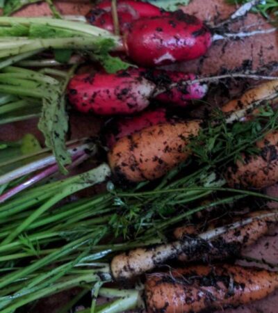 Os sete vegetais que você sempre deve cultivar a partir de sementes (e por quê)
