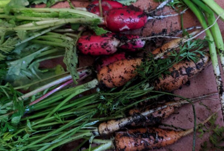 Os sete vegetais que você sempre deve cultivar a partir de sementes (e por quê)