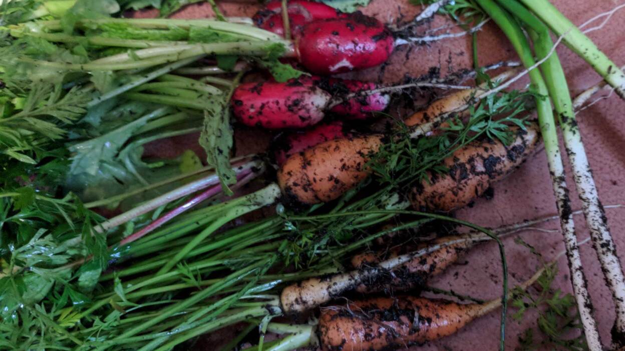 Os sete vegetais que você sempre deve cultivar a partir de sementes (e por quê)